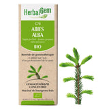 G70 - Abies alba - sapin pectiné image 1