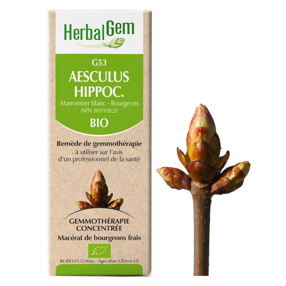 G53 - Aesculus Hippocastanum - Marronier