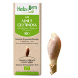G44 - Alnus glutinosa - Aulne glutineux image 1