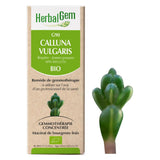 G90 - Calluna vulgaris - callune image 1