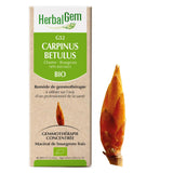 G52 - Carpinus Betulus - charme image 1