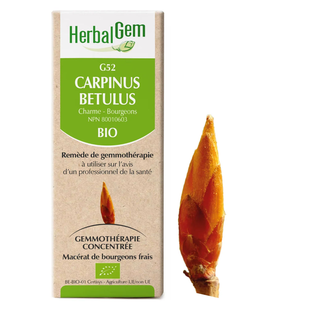 G52 - Carpinus Betulus - charme