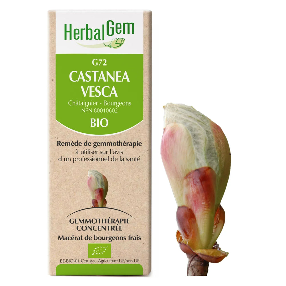 G72 - Castanea vesca - Châtaignier