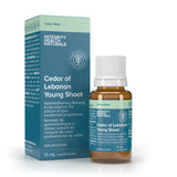 Cedar of Lebanon Young Shoot - Cedrus Libani image 1