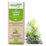 G38 - Cedrus Libani - Cèdre du Liban image 1