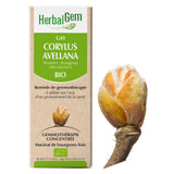 G49 - Corylus avellana - noisetier image 1