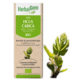 G45 - Ficus carica - Figuier image 1