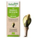 G30 - Fraxinus excelsior (frêne) image 1
