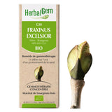 G31 - Fagus Sylvatica - hêtre image 1