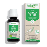 Ginkgo biloba (Ginkgo) G55 image 1