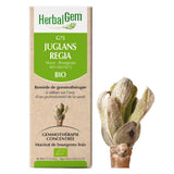 G75 - Juglans Regia - noyer image 1