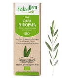 G64 - Olea europaea - Olivier image 1