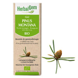G62 - Pinus Montana - pin image 1