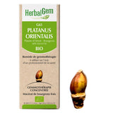 G65 - Platanus orientalis - Platane image 1