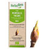 G36 - Populus nigras - peuplier image 1