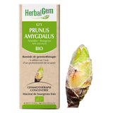 G71 - Prunus amygdalus - Amandier image 1