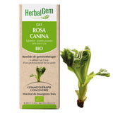 G41 - Rosa canina - Rosier sauvage image 1