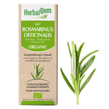 G67 - Rosmarinus Officinalis image 1