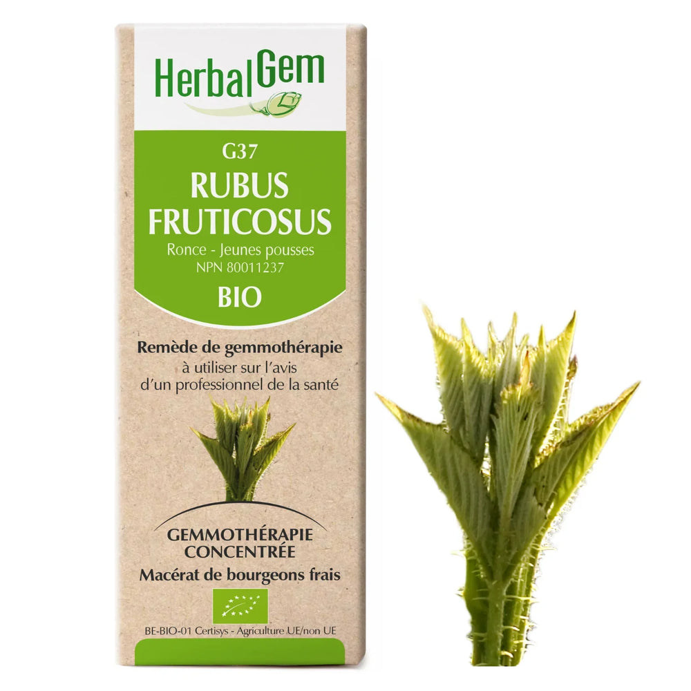 G37 - Rubus fruticosus - Ronce