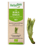 G66 - Rubus idaeus - Framboisier image 1