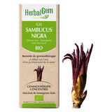 G35 - Sambucus nigra - Sureau Noir image 1