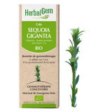 G46 - Sequoia gigantea - séquoia image 1