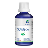 Solidago image 1