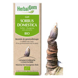 G69 - Sorbus domestica - Sorbier image 1