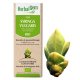 G58 - Syringa vulgaris - Lilas image 1