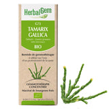 G73 - Tamarix gallica - Tamaris image 1