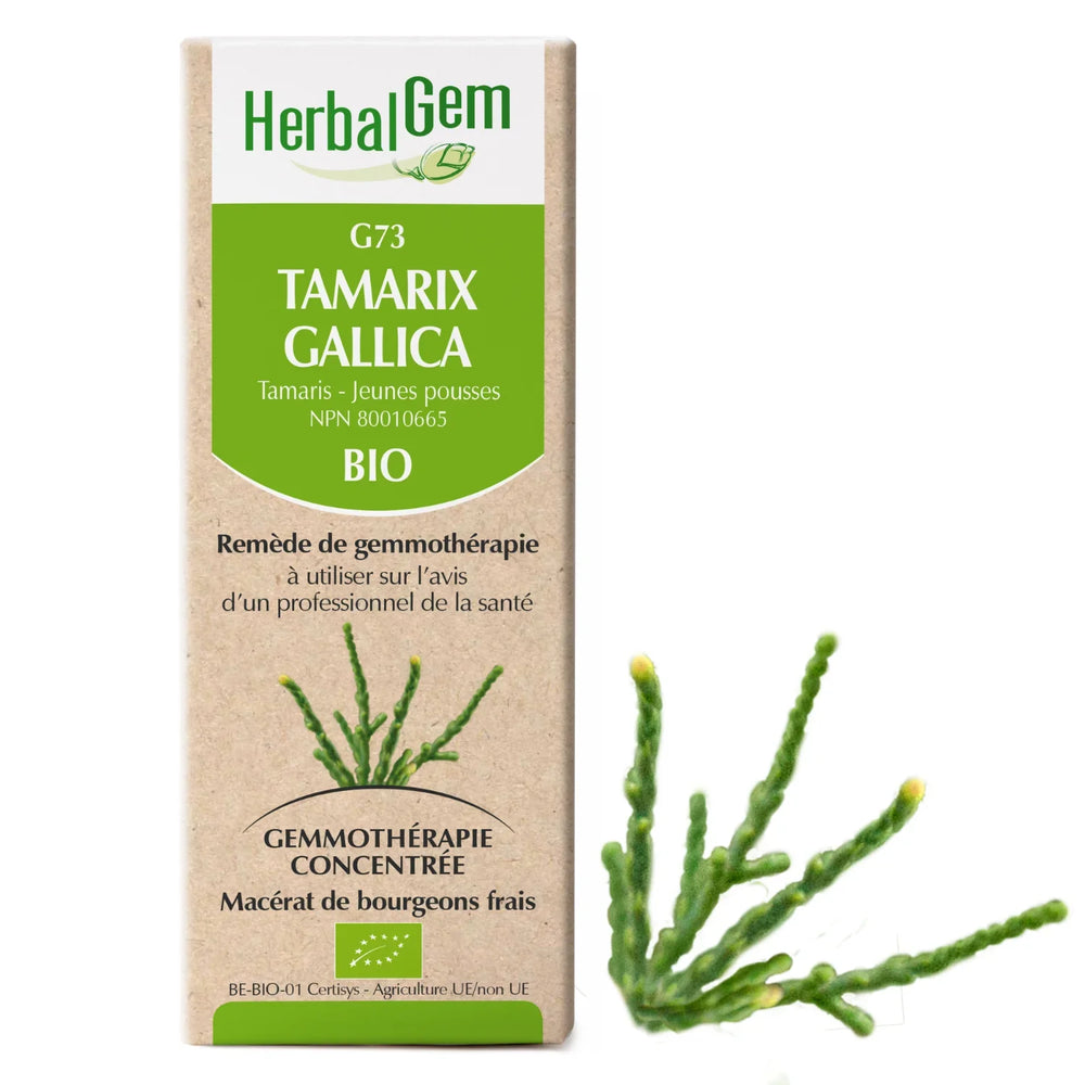 G73 - Tamarix gallica - Tamaris