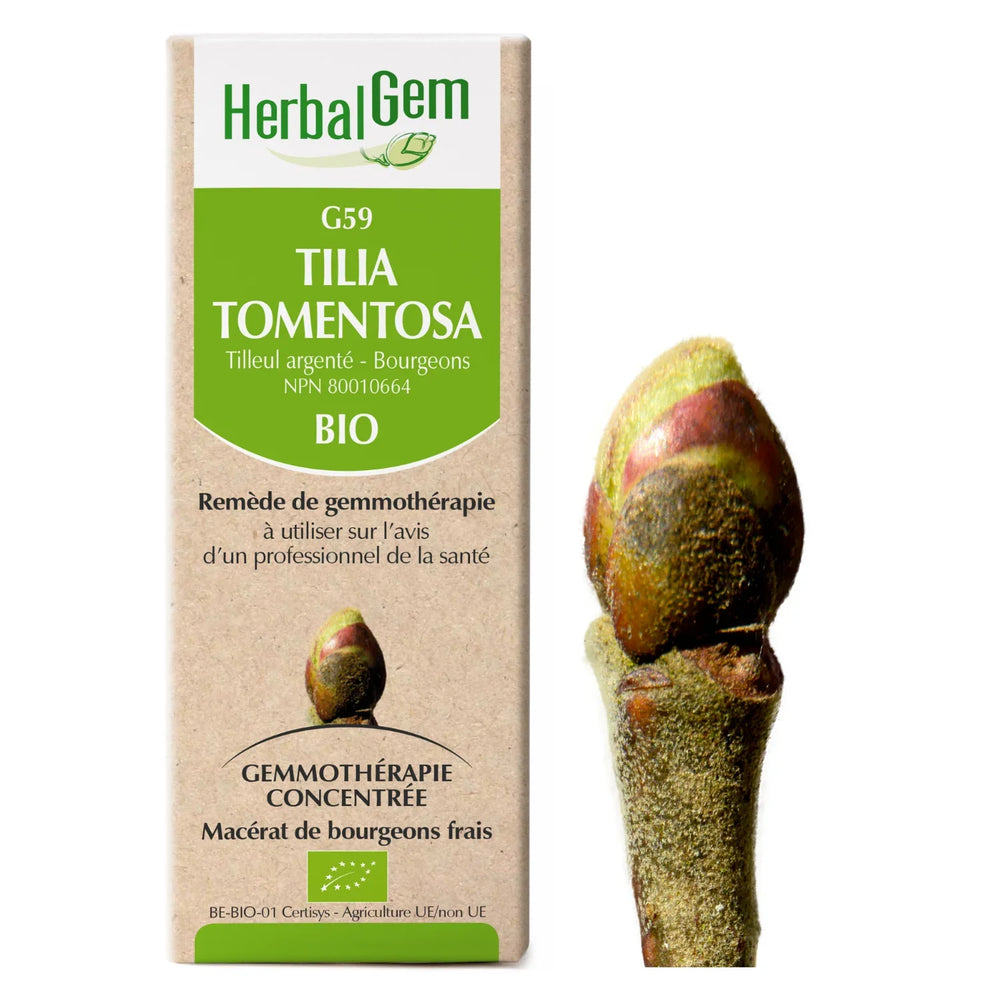 G59 - Tilia tomentosa - Tilleul