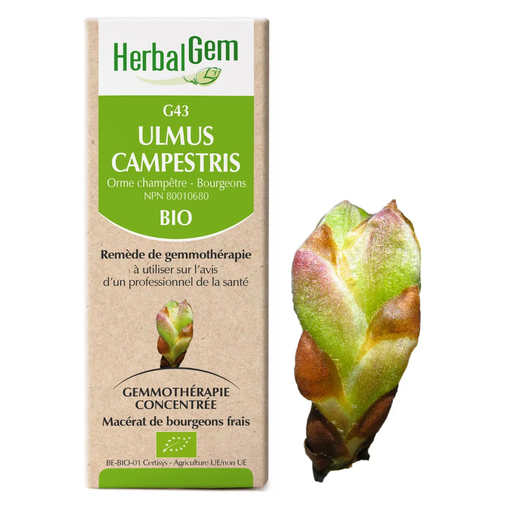 G43 - Ulmus Campestris - Orme