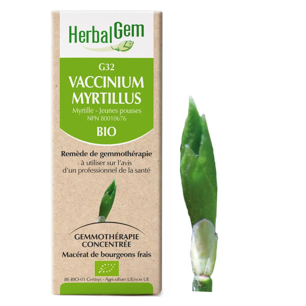 G32 - Vaccinum myrtillus - myrtillier
