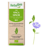 G89 - Vinca minor - pervenche mineure image 1
