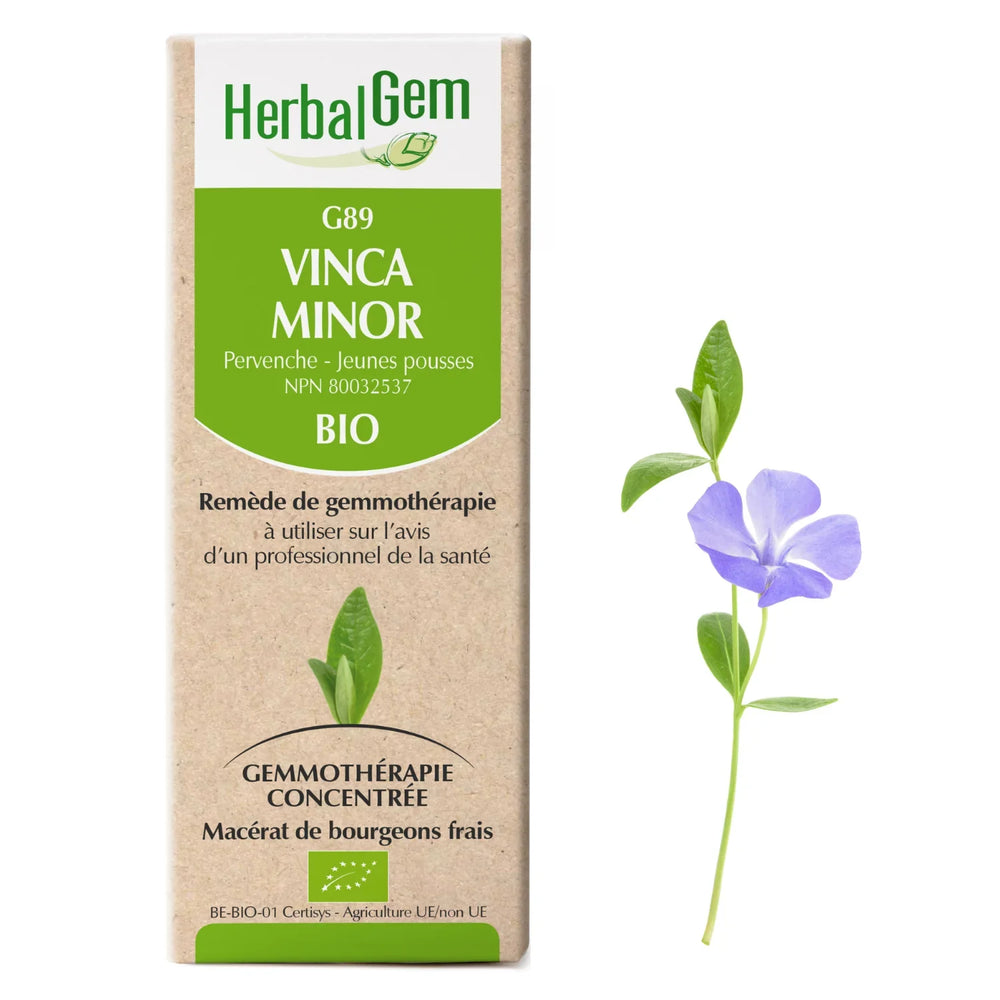 G89 - Vinca minor - pervenche mineure
