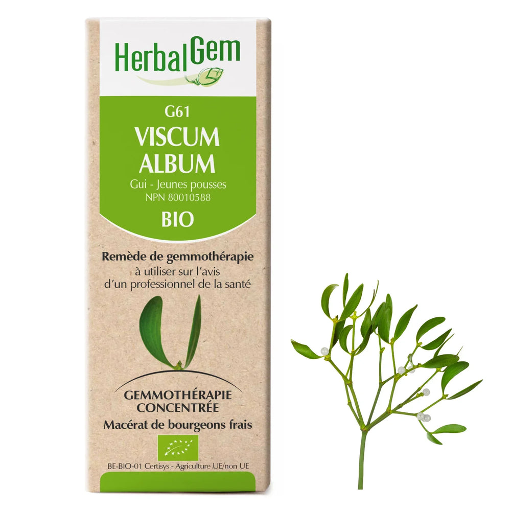 G61 - Viscum album - gui
