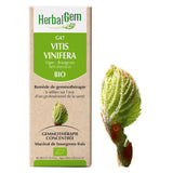 G47 - Vitis vinifera - vigne image 1