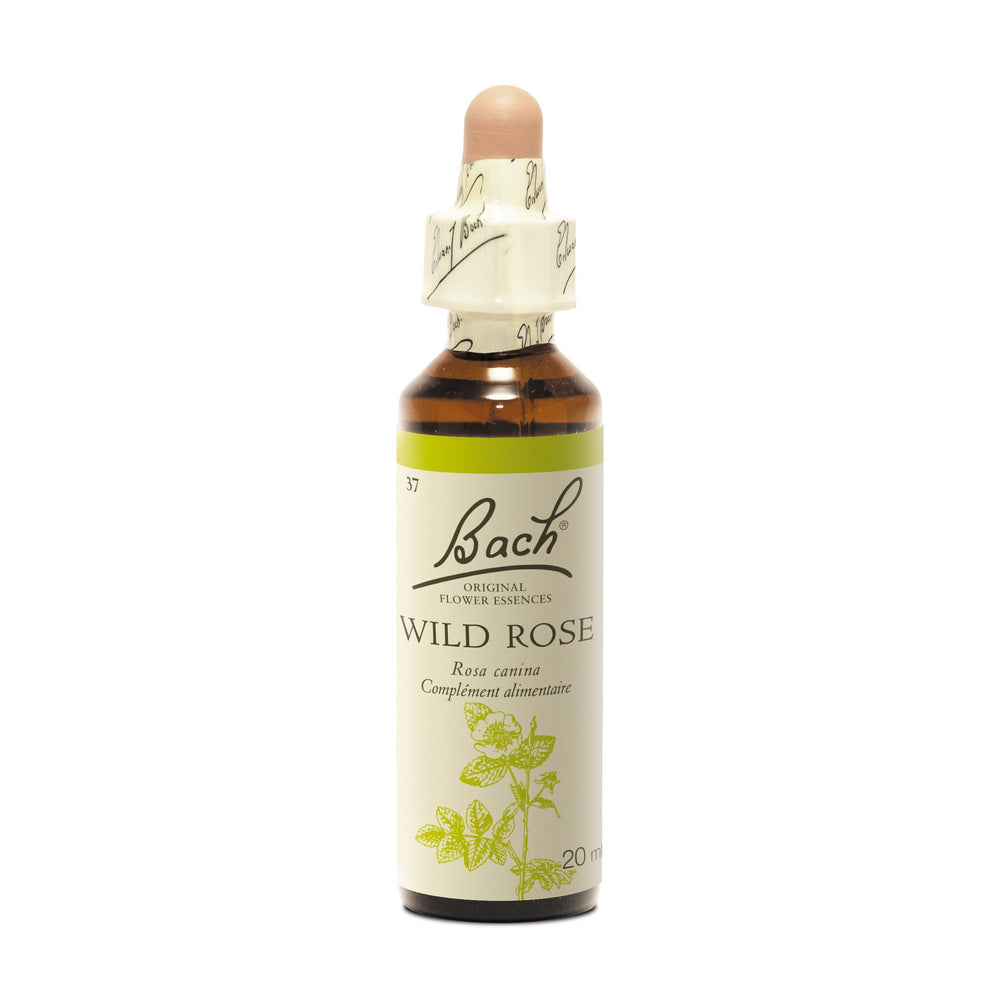 Wild Rose - Églantine Image