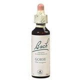 Gorse - Ajonc image 1