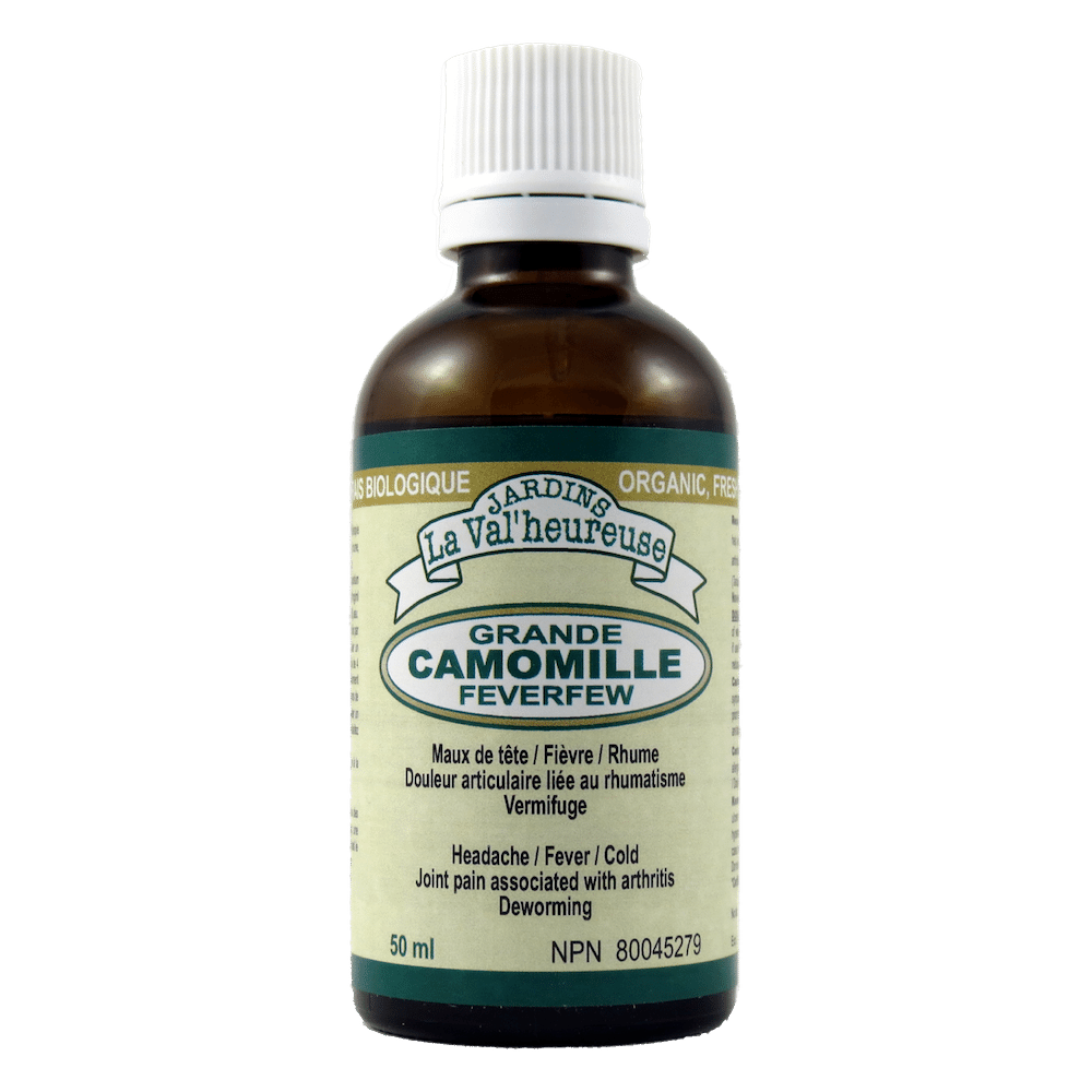 Grande camomille
