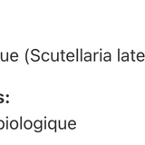Scutellaire image 2